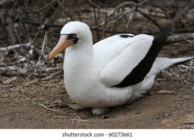 Nazca Booby And An Egg