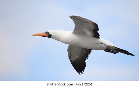 Nazca Booby In Flight.