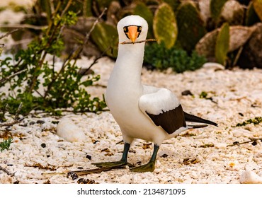 Nazca Booby on Genovesa Island in the Galapagos.  A comical looking bird with its black face mask and long orange beak. This one is collecting sticks for its nest. 