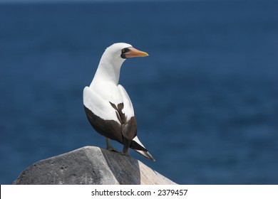 Nazca (Masked) Booby