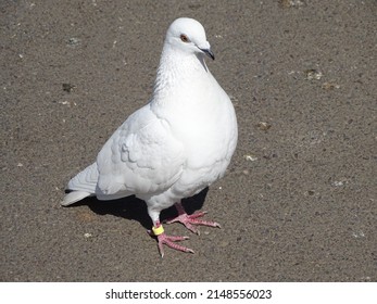 ndian Pigeon OR Rock Dove - The rock dove, rock pigeon, or common pigeon is a member of the bird family Columbidae. In common usage, this bird is often simply referred to as the 