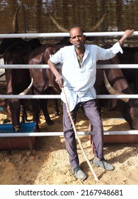 N'Djamena, Chad, Africa, Sahel, October 12 2016, 
A Chadian Cattle Breeder Poses In Front Of His Zebus