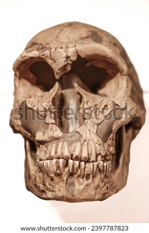 Neandertal Denisovan skull archaic human