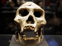 Neanderthal Prehistoric Skull Evolution Display Detail