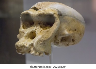 Neanderthal skull old man
