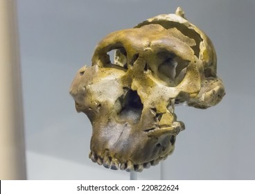 Neanderthal Skull Old Man