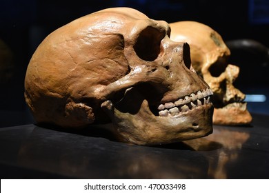 Neanderthal vs human skull       