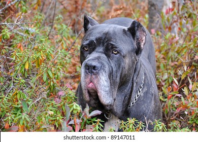 Neapolitan Mastiff