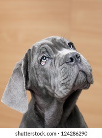 Neapolitan Mastiff Puppy