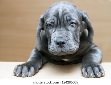 Neapolitan Mastiff Puppy