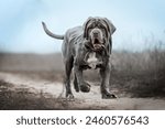 a Neapolitan Mastiff puppy on a walk in the field on a cloudy day, the dog is running funny on the field