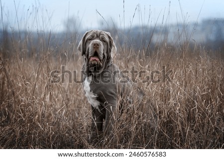 Similar – Labrador retriever labbi