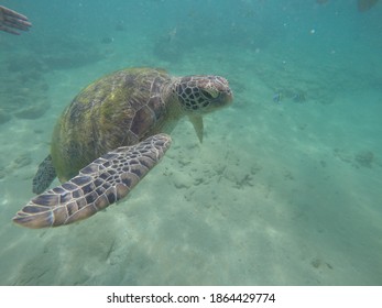 Near Coral Reef Hikkaduwa Srilanka