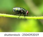 Near distance fly (Chrysomya), New World screwworm fly (Chrysomya)