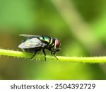 Near distance fly (Chrysomya), New World screwworm fly (Chrysomya)