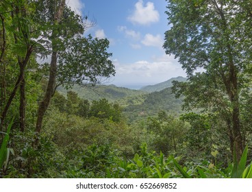 Near The Emerald Pool, Dominica