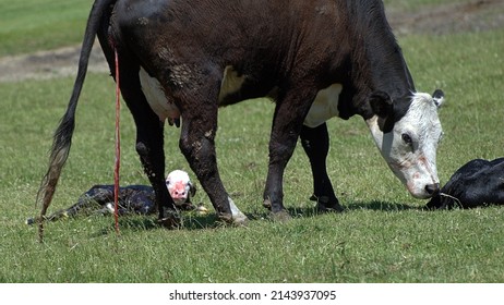 Near Minooka, Illinois, USA. June 8, 2020. A Newborn Calf On The Ground With Evidence Of The Birth Process Still On Its Snout, And On The Mother.