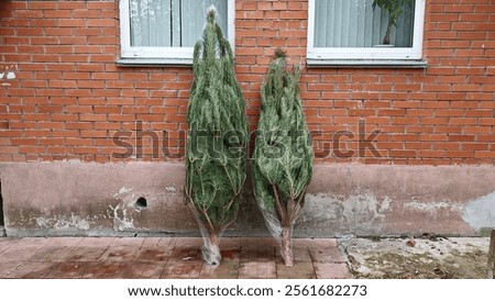 Near the wall of a red brick building with a concrete foundation, two pine trees packed in netting stand under plastic windows. They will be decorated with lights and toys before Christmas