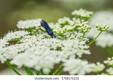 96 Blue mud dauber Images, Stock Photos & Vectors | Shutterstock