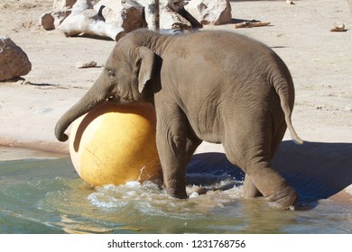 Nearly Newborn Baby Elephant Playing In His Zoo Pond With A Big Yello Ball