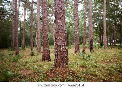 Neat clean pine forest with focus on the trunks and bark of young trees in a plantation