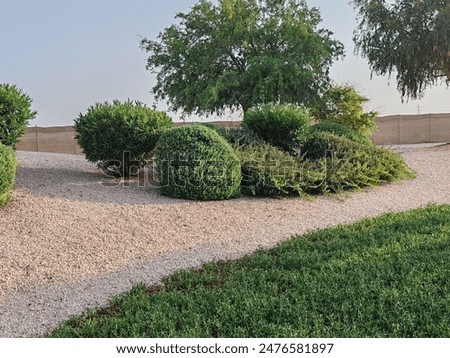 Neat pattern of the small green leaves of the round small hebe garden plants.
Close up of garden plant topiary shaped buxus sempervirens Or ball shaped tree plants. 