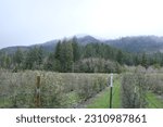 Neat rows of closely planted olive trees no olives growing in the Umpqua Valley Oregon against cloudy skies.  Snow covered mountain in background along with a line of various trees.  Some close ups