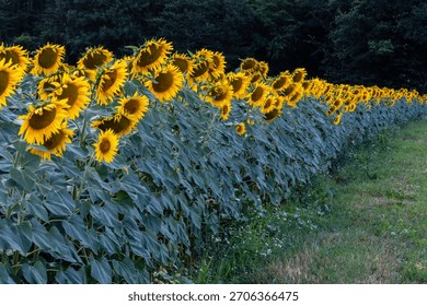 Neat rows of sunflowers face the same way, bordered by a forest and grassy path.