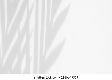 A Neat Shadow From The Leaves On A White Background. Background For Inscriptions Or Cosmetics. Palm Tree Shade.