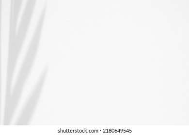 A Neat Shadow From The Leaves On A White Background. Background For Inscriptions Or Cosmetics. Palm Tree Shade.