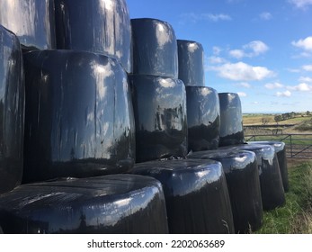 Neat Stack Of Hay Bales Wrapped In Shiny Black Plastic. Bales Are In Rows. Countryside View Beyond.