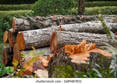 Neat Stack of logs in the forest