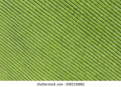 Neat Tea Plantation Green Background Texture