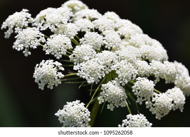 Neat White Flowers 