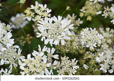 Neat White Flowers 