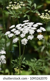 Neat White Flowers 