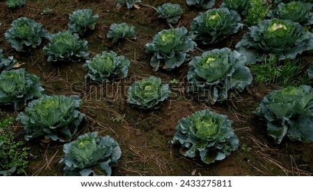 a neatly aligned 'cabbage' plantation.