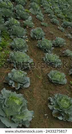 a neatly aligned 'cabbage' plantation.
