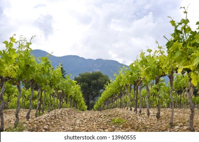 The Neatly Aligned Grape Vines In A Vineyard In The Cote Du Rhone, South Of France,