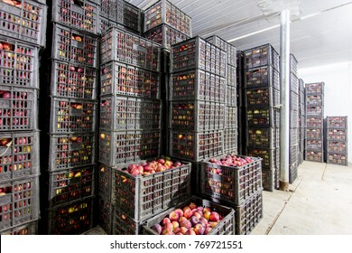 
Neatly arranged fruit basket, fruit warehouse, North China
