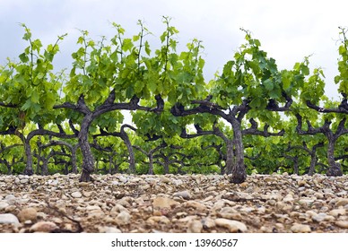 The Neatly Kept And Gardened Grape Vines In A Vineyard In The Cote Du Rhone, South Of France