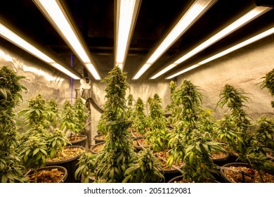 Neatly Lined Green Marijuana Plants, In Plant Pots, Cannabis Seeds,inside The Building, Ultraviolet Light