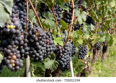 Nebbiolo Grapes In A Vineyard Of The Langhe