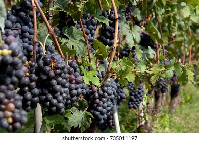 Nebbiolo Grapes In A Vineyard Of The Langhe