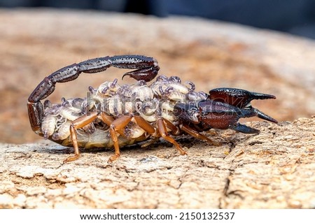 nebo is a genus of scorpions in the family Diplocentridae