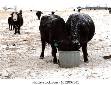 Nebraska Cattle In A Field During Winter.