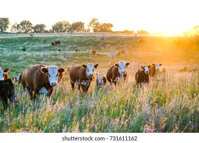 Nebraska Hereford Cattle at Sunset