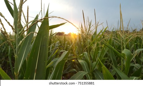 Nebraska Sunset In The Corn Field.