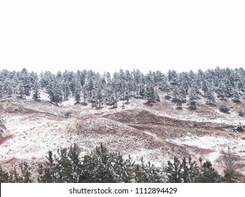 Nebraska Winter Forest