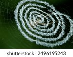 Nebula-shaped web in spider world